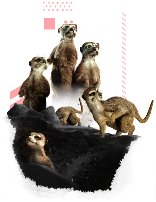 Image of a group of meerkats stood on some rocks v2
