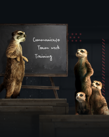 A meerkat teaching others from a whiteboard showing their role modelling skills