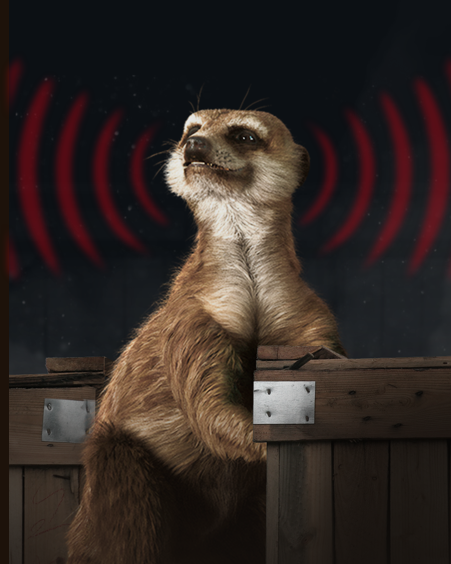A meerkat with radar signals coming from its head showing it being risk aware