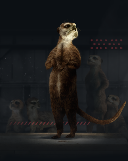 Meerkat stood with others behind them showing collective responsibility